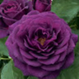 Meet your Posher, Jonnie